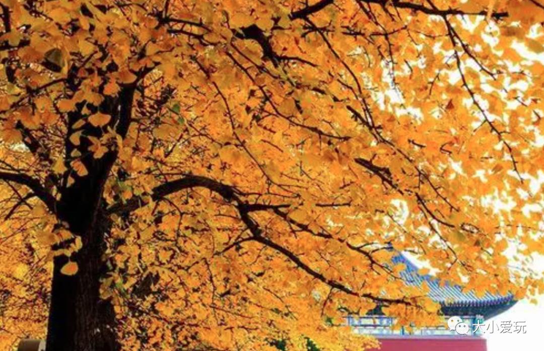 北京红螺寺银杏最佳观赏时间,北京赏银杏景区有哪些
