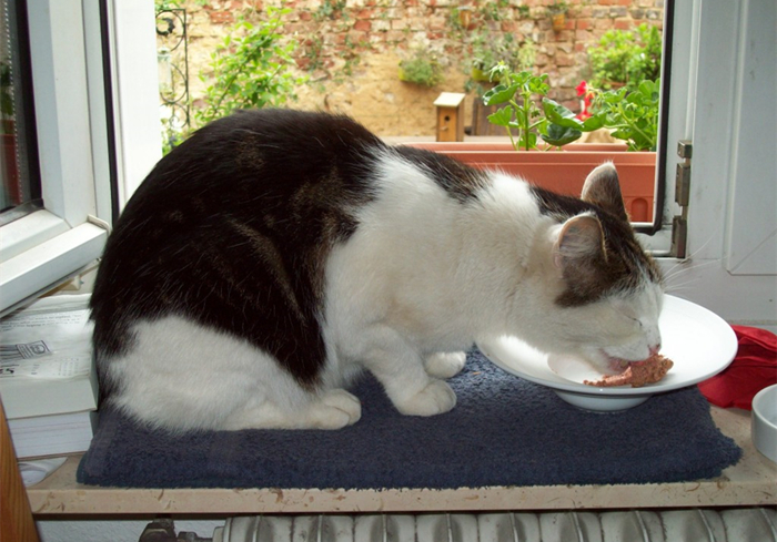 传统喂猫,喂猫技巧视频教程