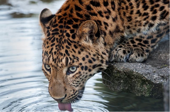 山西华北豹,野生华北豹出没