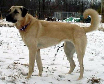 性格温顺的大型犬品种,宠物狗大型犬都有哪些品种