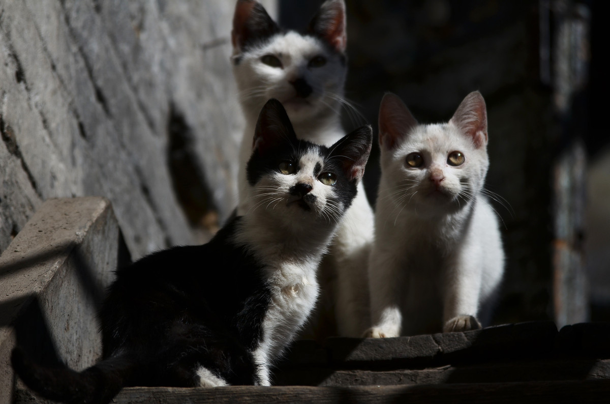 中国人为什么什么都敢吃,中国人什么都吃但为什么不吃猫