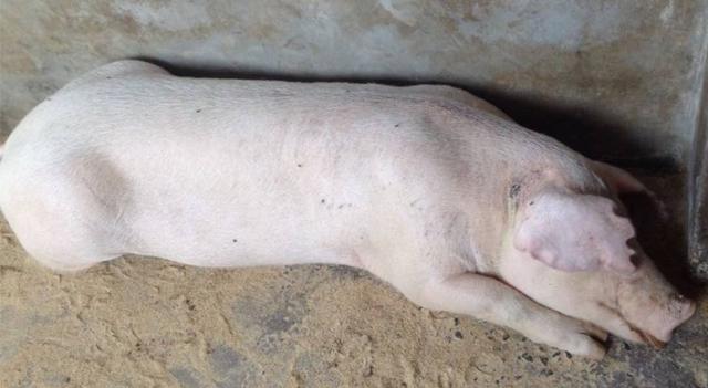 母猪产后瘫痪一般几天可以痊愈,后备母猪瘫痪怎么治疗