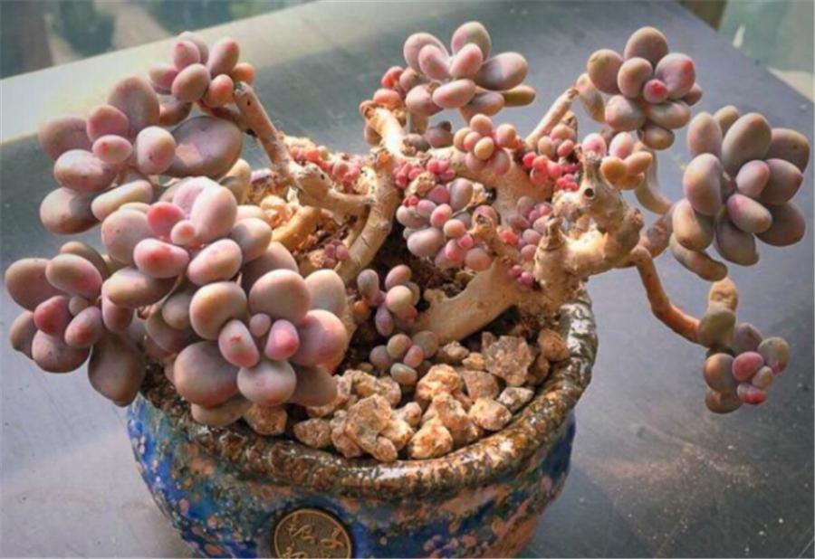 桃蛋夏天怎么养爆盆,夏天桃蛋怎么养才不死