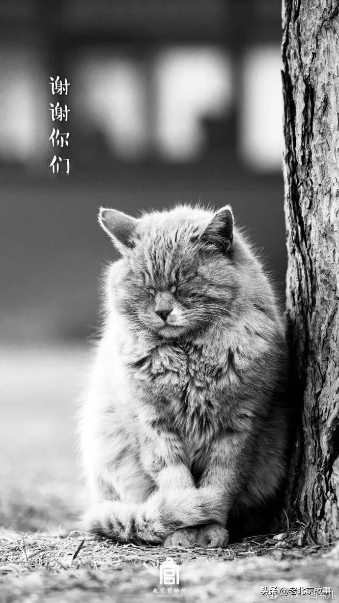 故宫成了动物园,故宫北京动物园