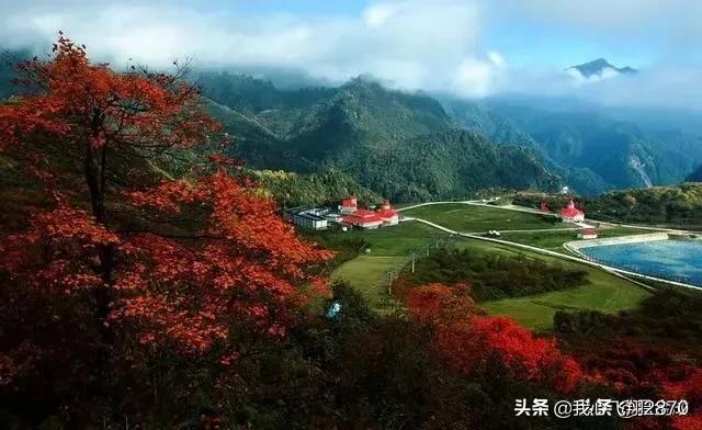 枫叶为什么这样红完整版,你知道枫叶为什么那么红吗