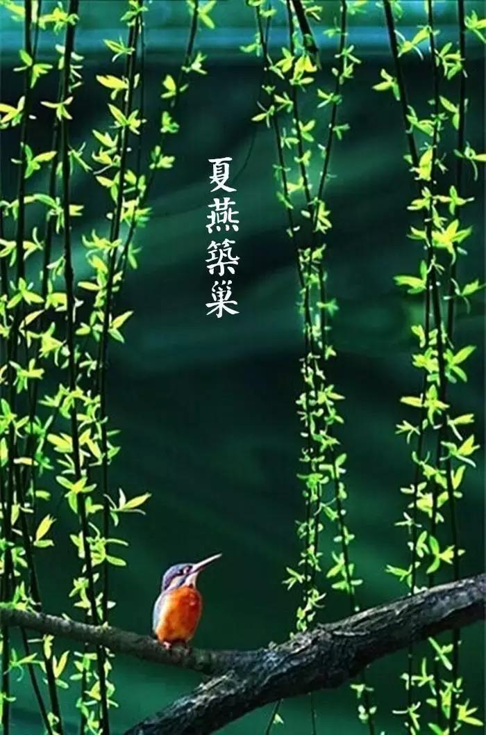 今日谷雨有哪些七律诗词佳作,今日谷雨七律诗