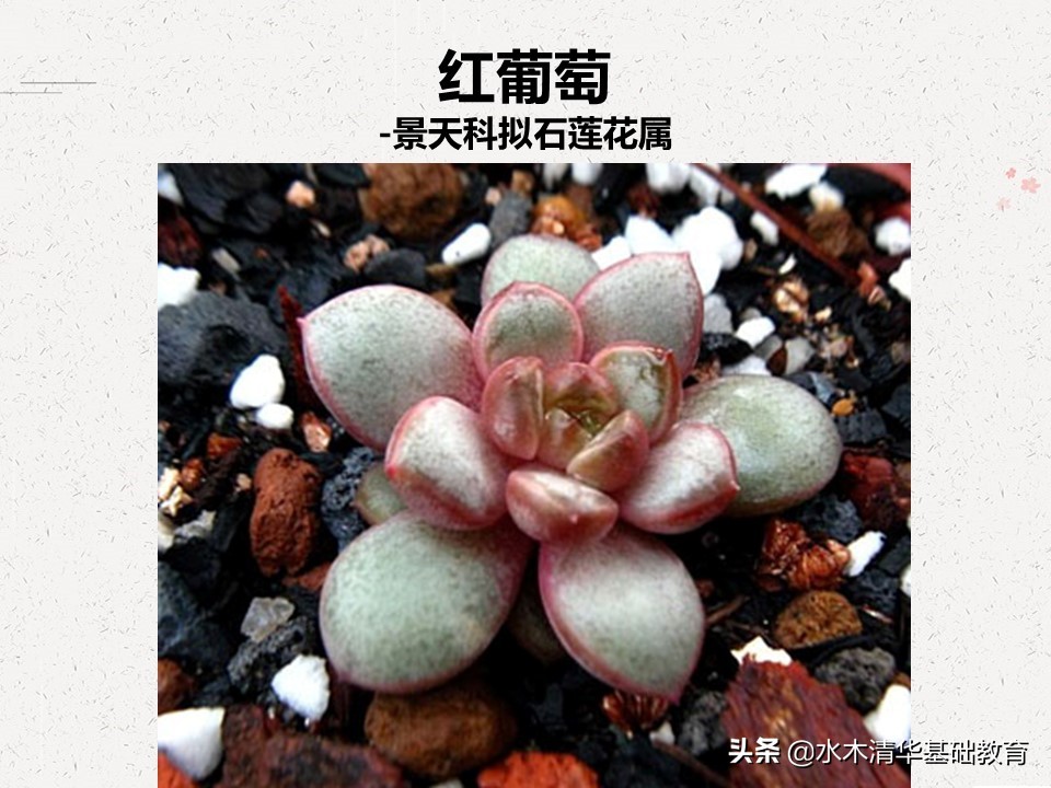 梦幻女王多肉植物百科图谱,原产地多肉植物图谱pdf