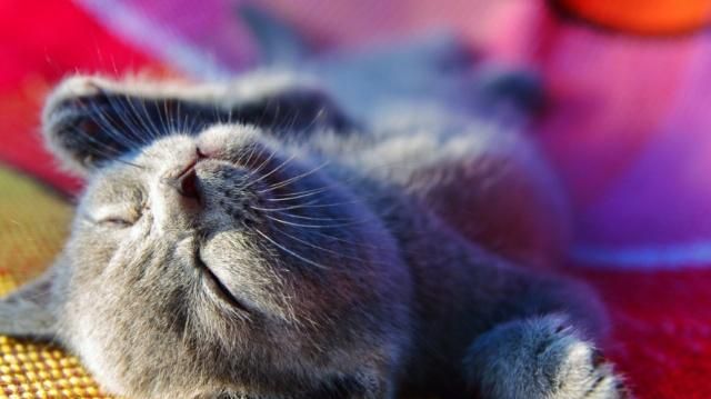 英国短毛猫的种类特别多，哪种是你的心头爱？最爱橘色“金胖子”