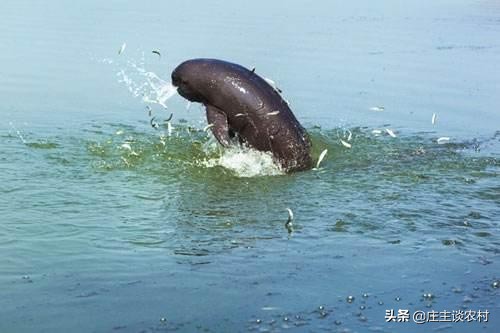 保护的小动物有哪些,保护类小动物