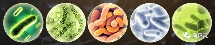 硝化细菌深入研究的九大误区,硝化细菌到底如何选择
