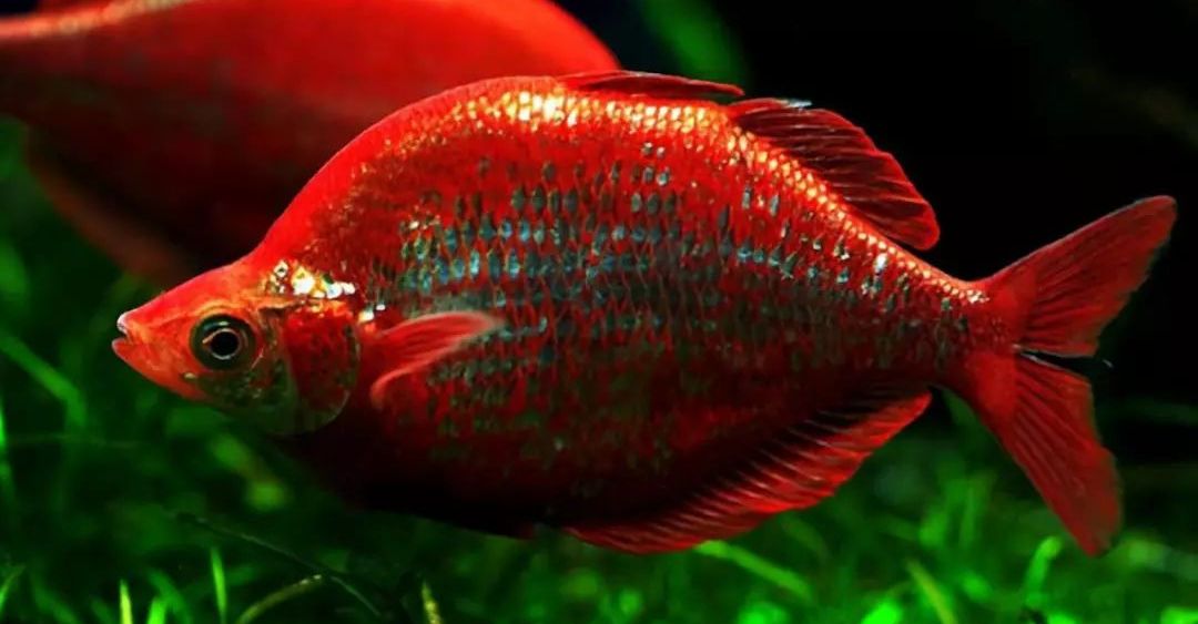 慈鲷品种,慈鲷类型