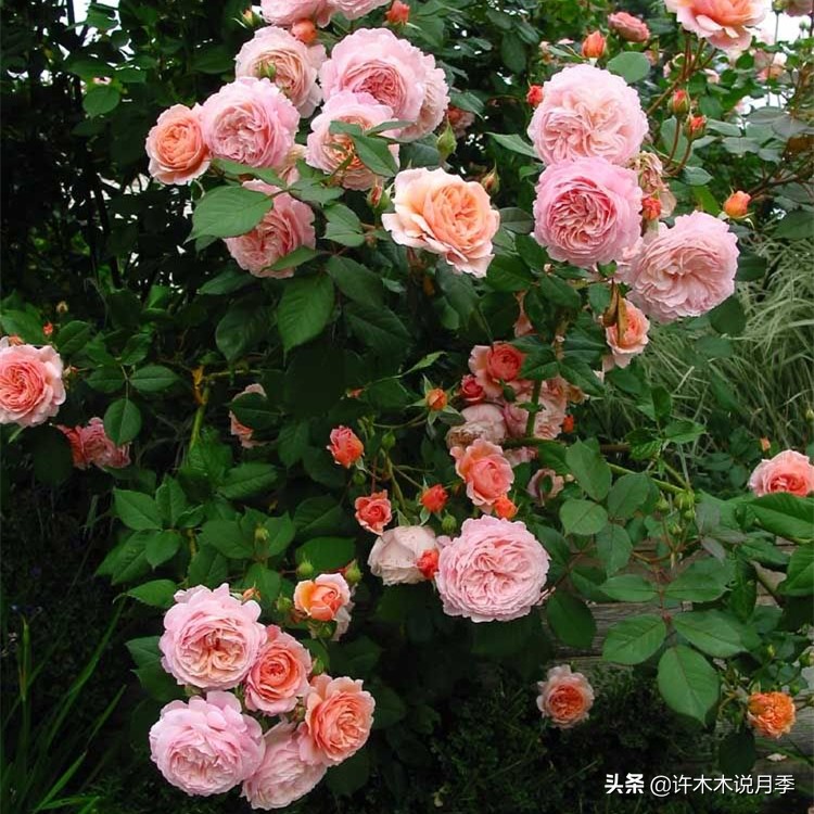 阳光不充足养什么绿植,阳光不足的阳台养什么花