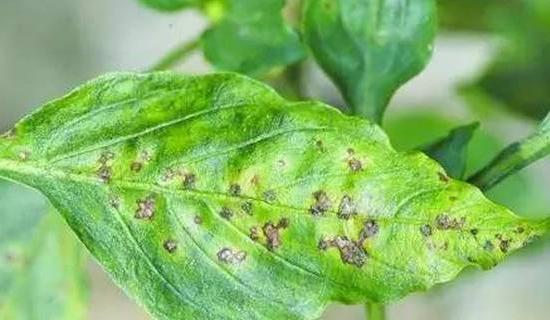 植物细菌病分类,植物细菌病害的识别依据