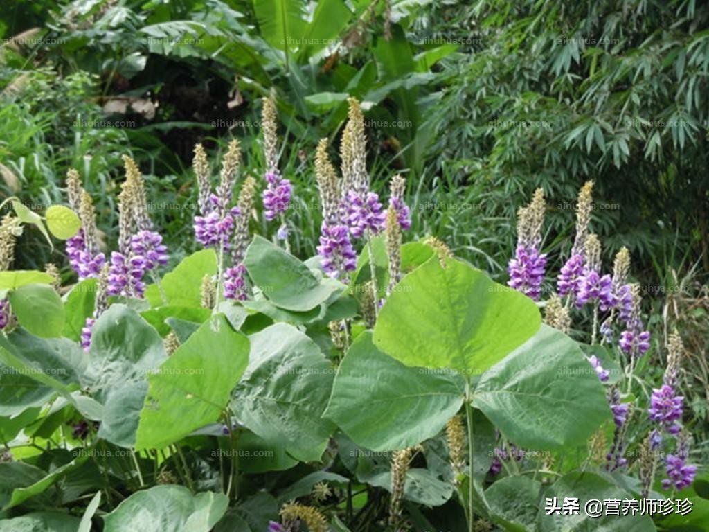 这种野花，大家都喜欢吃，若家乡有，请你看好时间，准时采摘