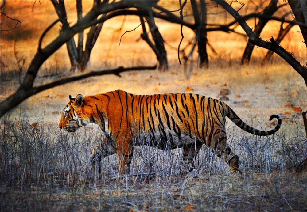 孟加拉公虎捕猎野猪,孟加拉雄虎吃野猪