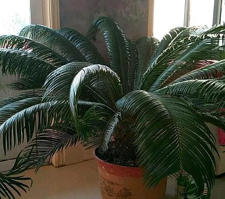 养铁树最好的方法,家庭养小型铁树