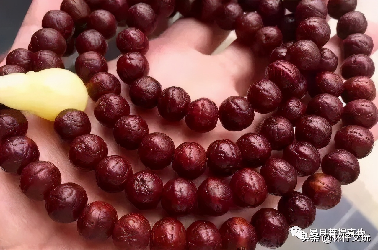 凤眼菩提盘玩讲解视频,凤眼菩提完整视频