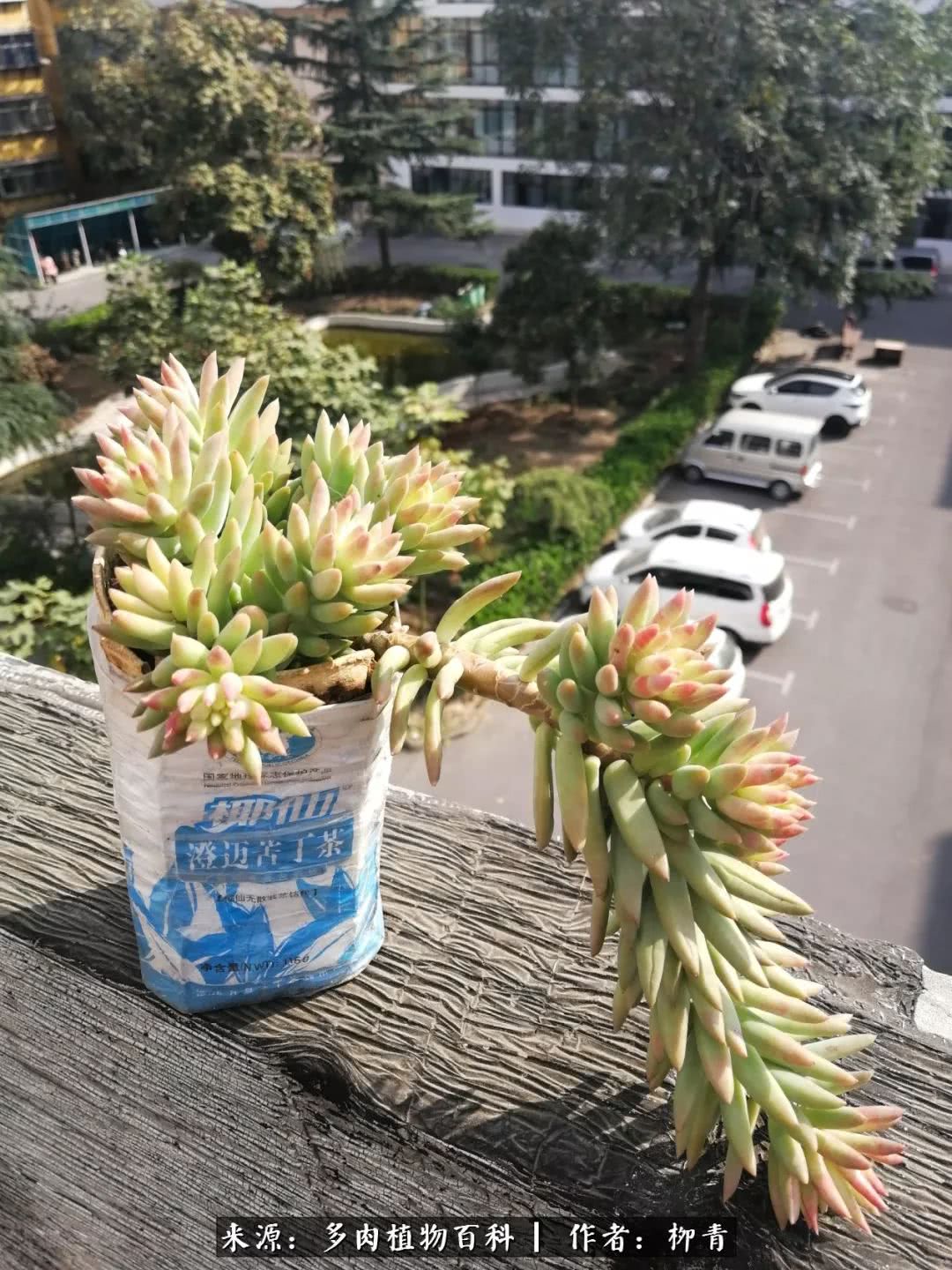 从入卡坑一个月到入卡坑三年,从入坑到现在所有品种开花图