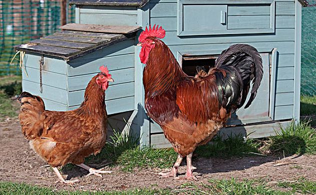 鸡过料怎么治疗好得快,鸡过料最快解决方法