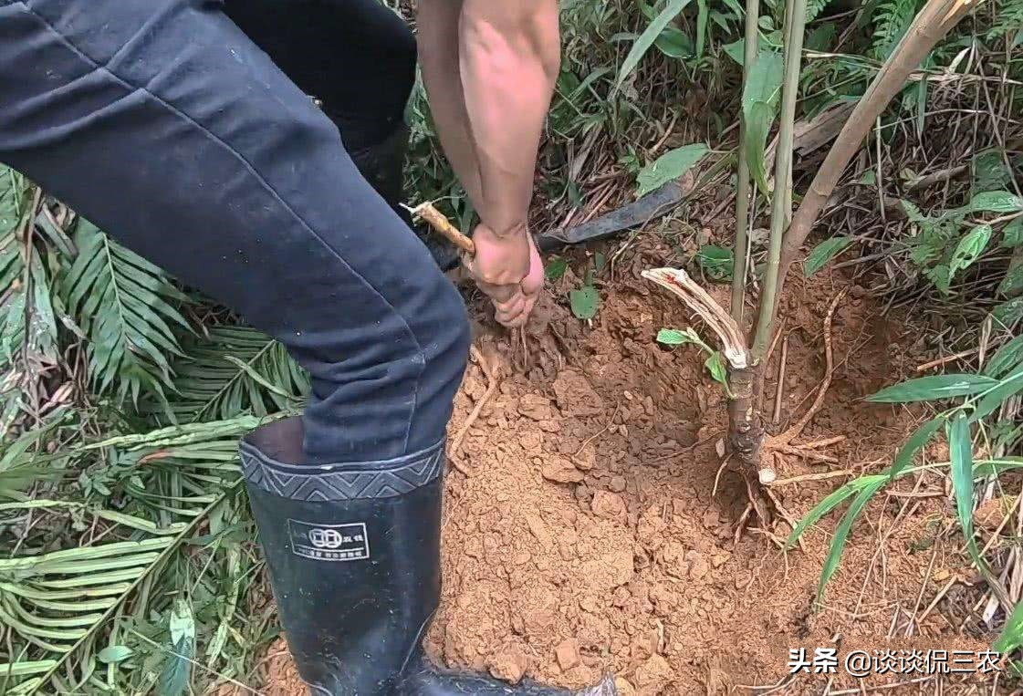 五爪龙煲汤可搭配哪些祛风湿,五爪龙汤方子图片