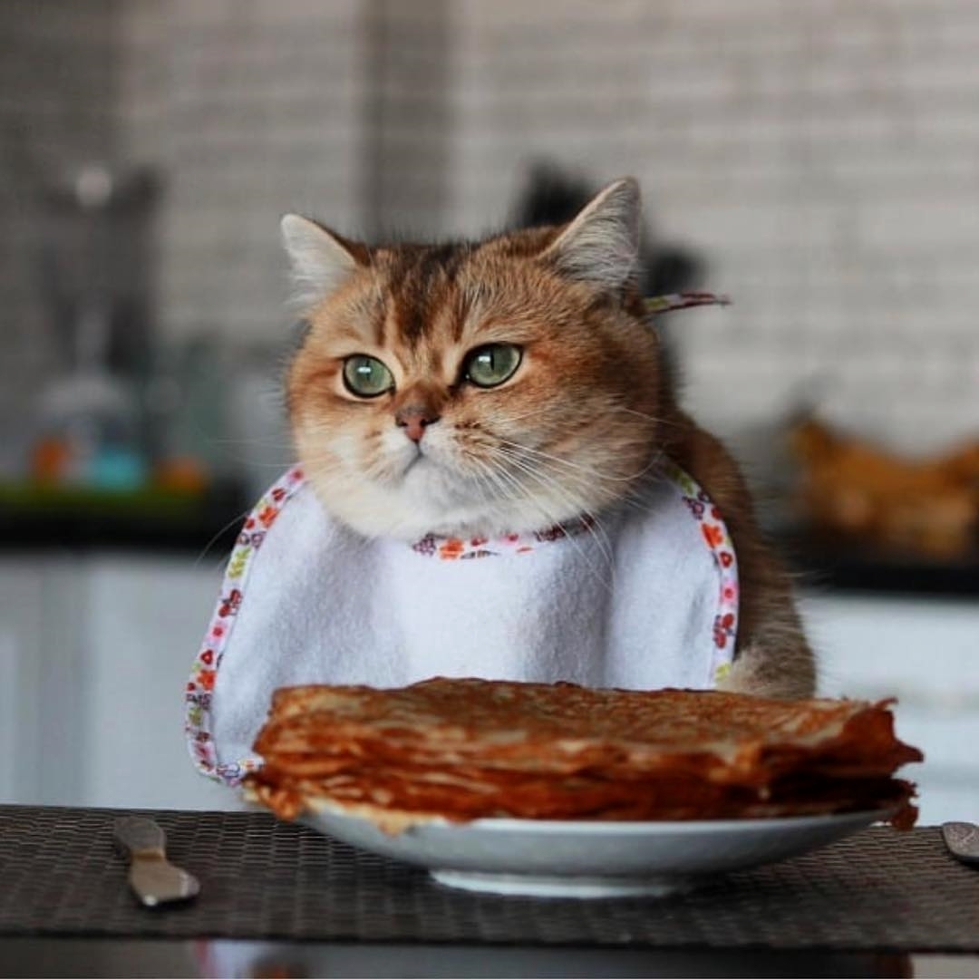 如何让吃猫粮的猫吃自制饭,怎样帮助小猫吃猫粮