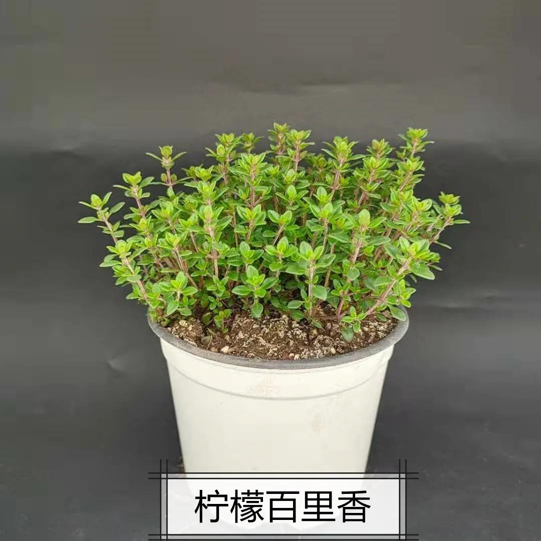 观花草本植物推荐,最具观赏性的观叶植物