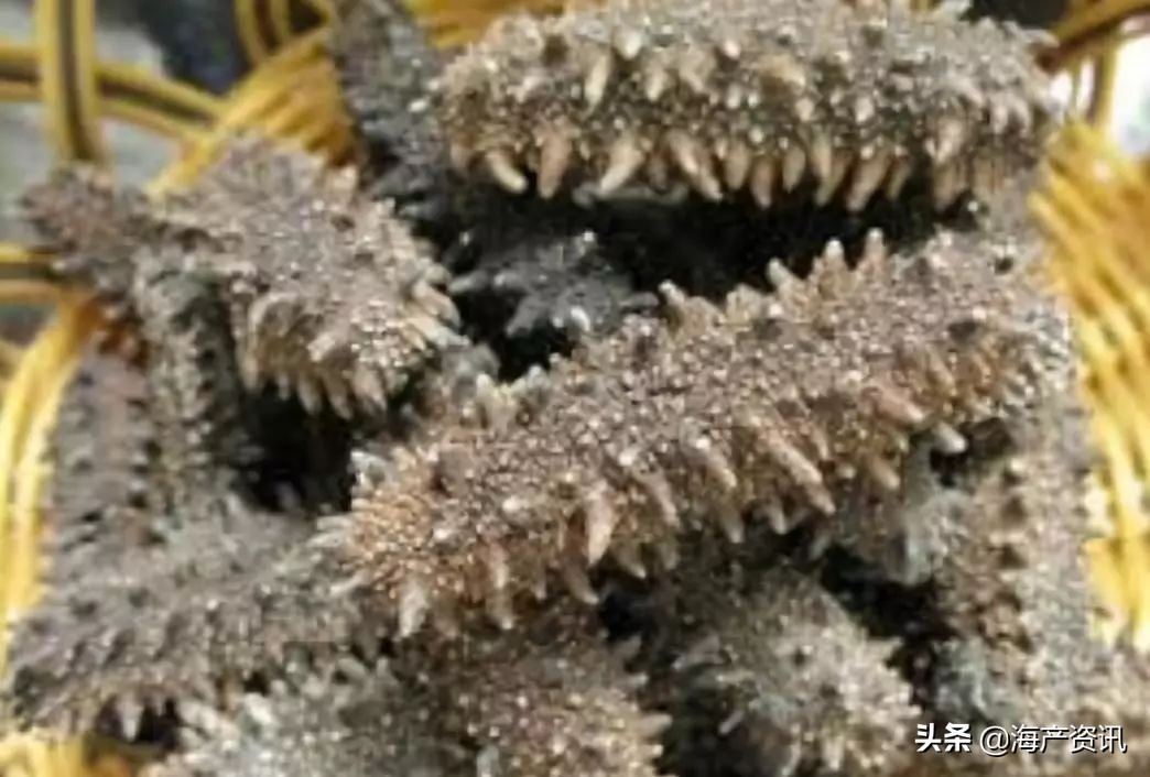 加拿大进口即食海参,加拿大即食海参500g6只左右