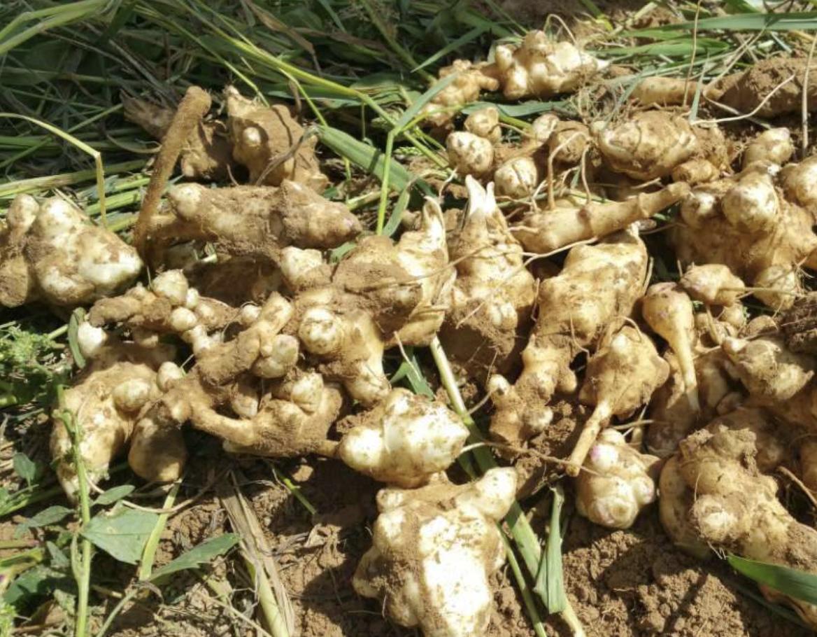 农村野草像洋姜,农村一种野姜是杂草