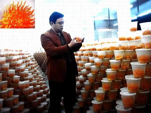 臻选虫草花蛹虫草,蛹虫草和虫草花是一样吗