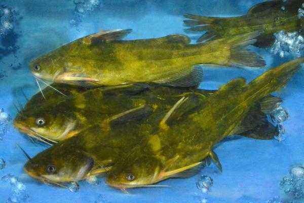 黄颡鱼大肚子病是什么病原,黄颡鱼大肚病什么原因引起的