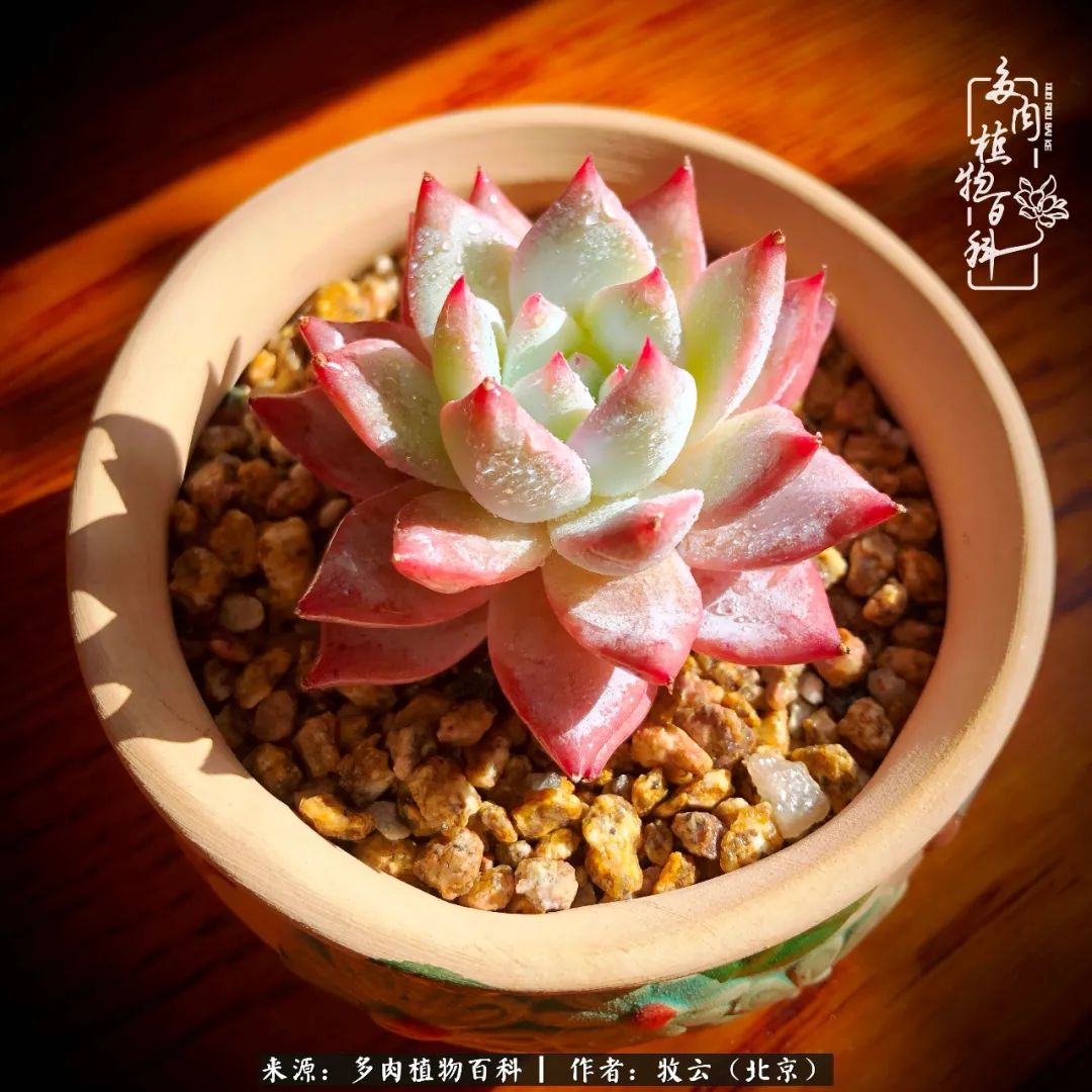 日常生活中常见的多肉植物,多肉植物神奇之处