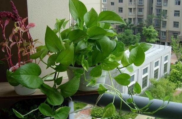 淘米水啤酒养绿萝,绿萝浇了淘米水就烂根了怎样挽救