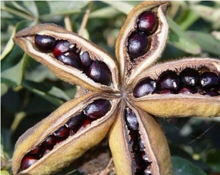 牡丹,熟悉而陌生——“花王”的前世今生,带你重新认识牡丹