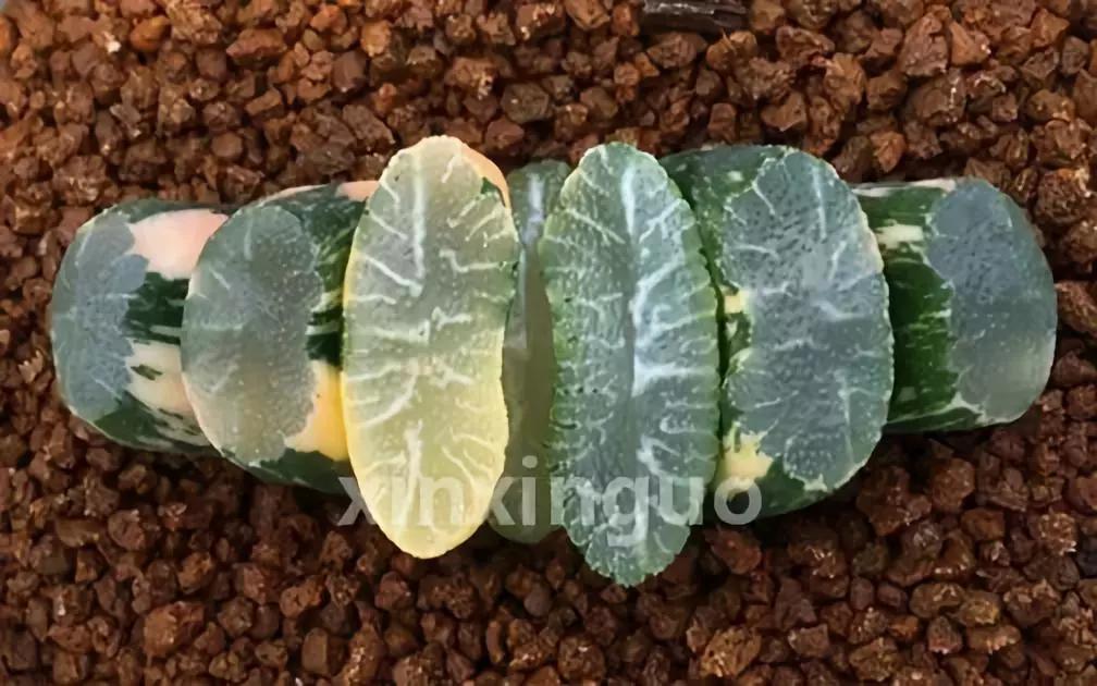 郭氏---台湾行之李瑞斌大棚及布楚礼多肉植物园游记