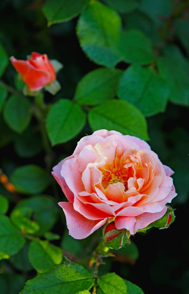 月季生长的原理,月季的生长条件