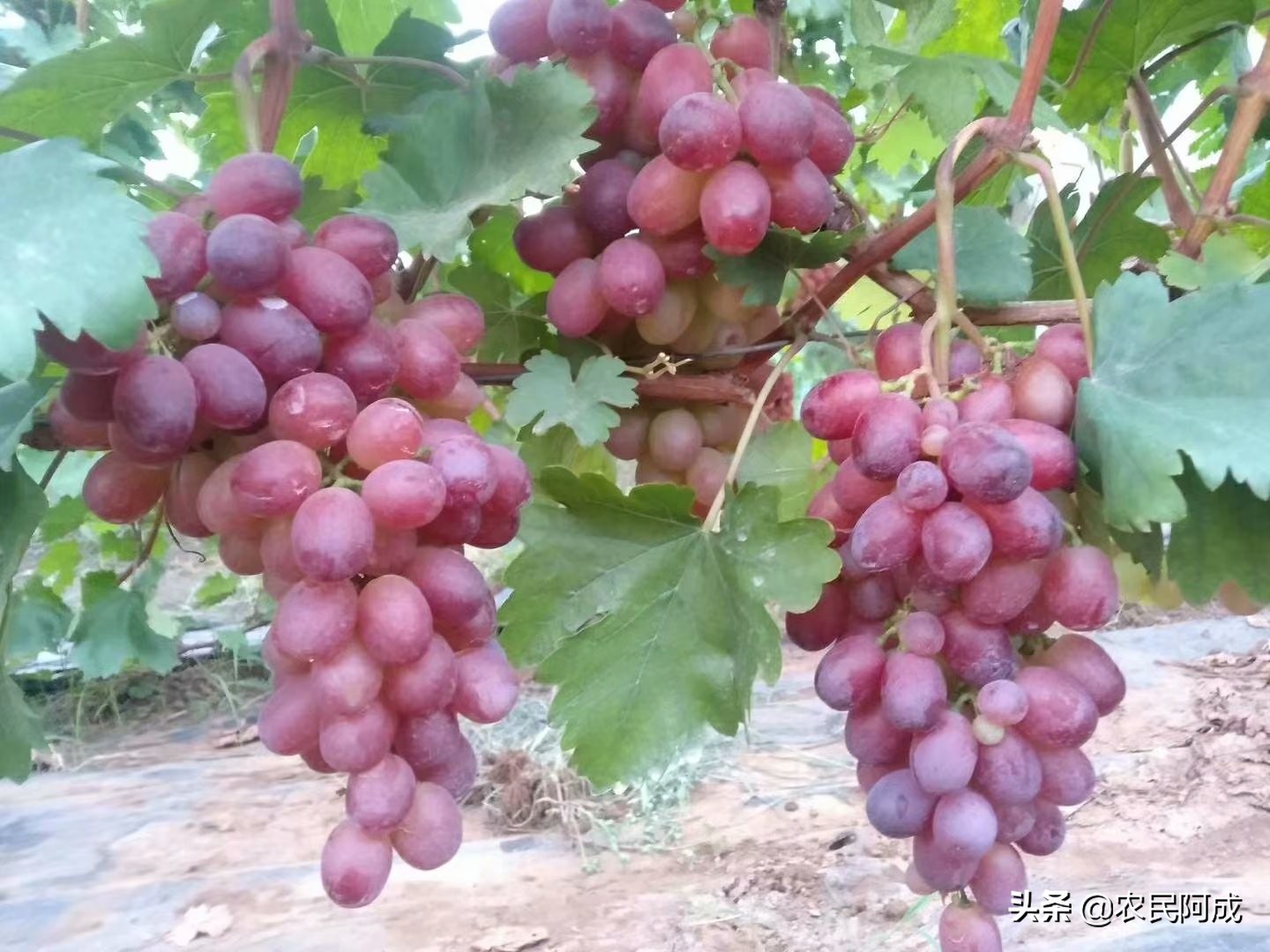 澳洲无核葡萄种植前景,葡萄种植前景与效益分析报告