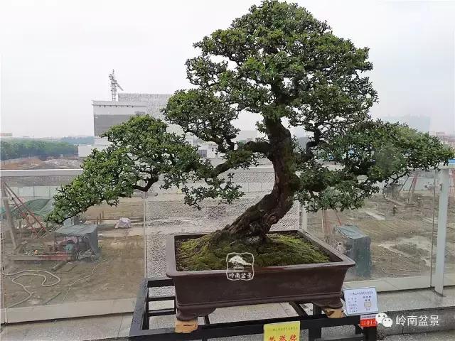 苍劲古朴挺拔有力的老桩盆景欣赏,老态龙钟盆景作品欣赏