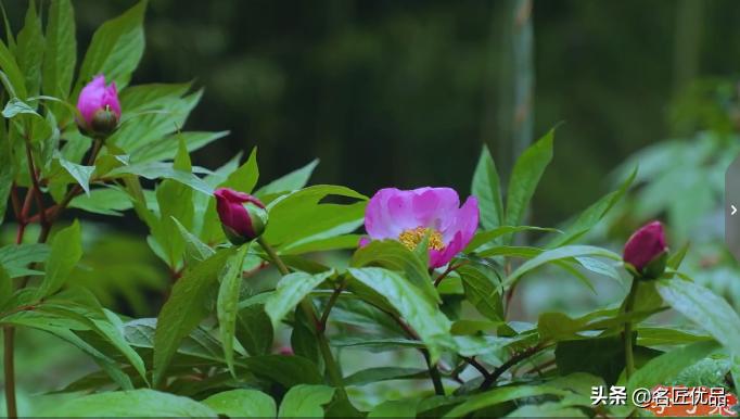 李子柒火了的视频,李子柒现身网红节却暴露真实颜值