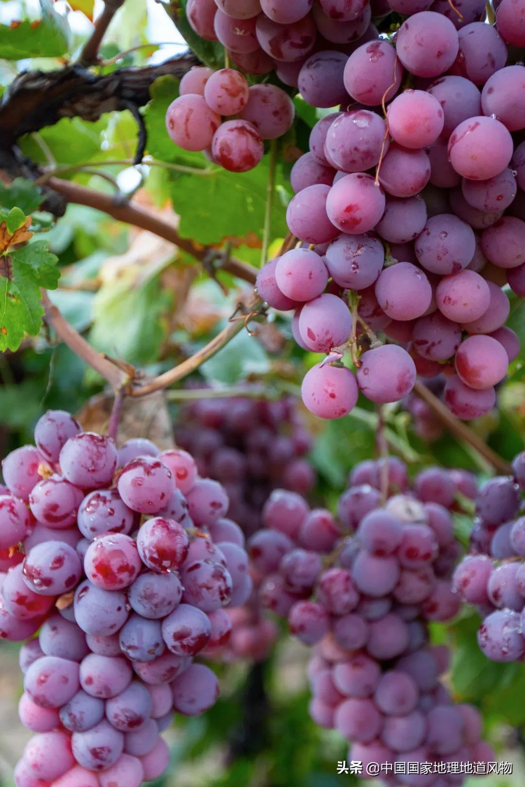 陕西水果第一大省有什么水果,陕西盛产水果吗