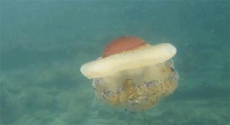 认识鲨鱼斑马恐龙等10种动物,六角恐龙海底生物