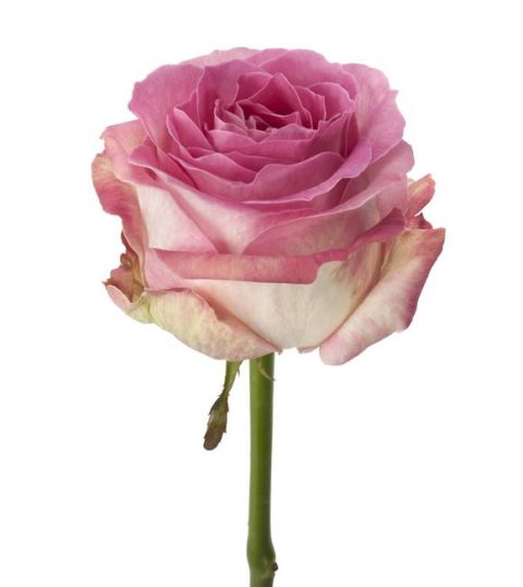 切花火焰月季,适合新手的切花月季