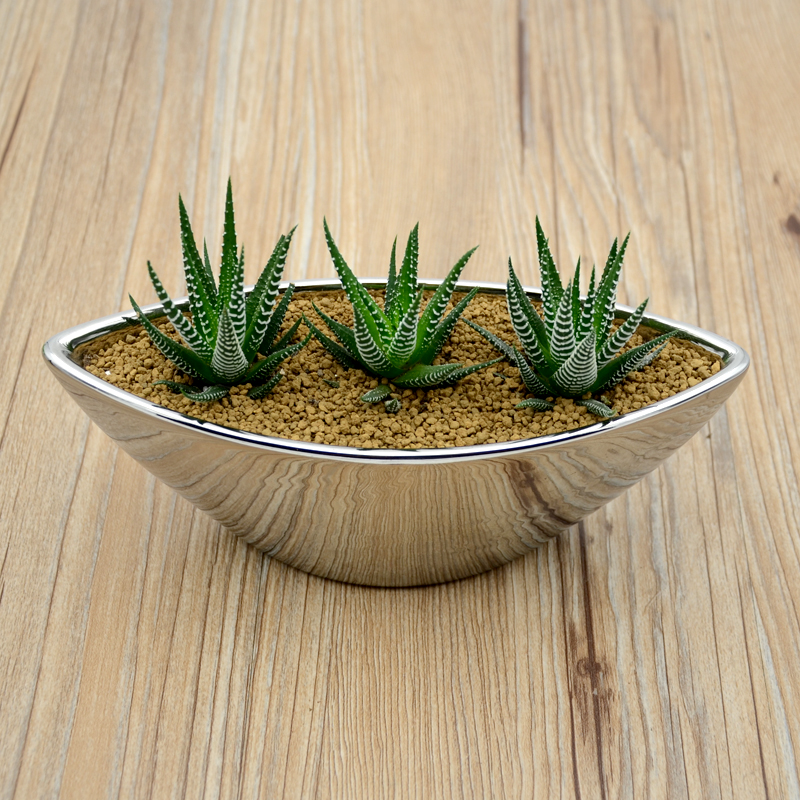 耐阴多肉植物室内,30种耐阴植物室内盆栽