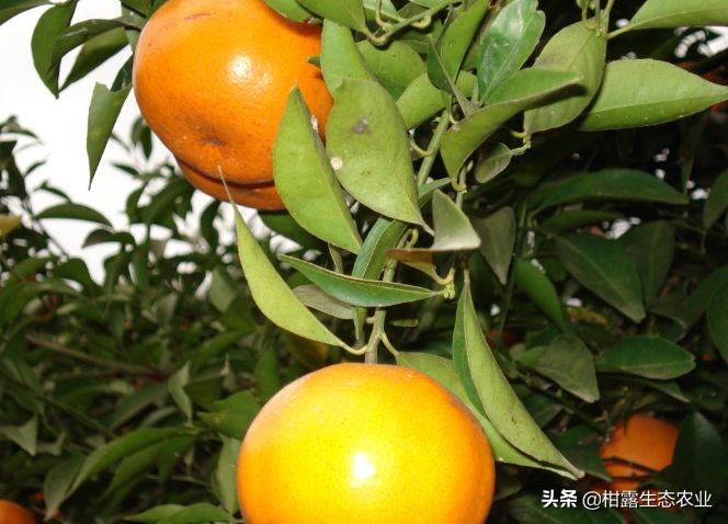 柑橘春梢弯曲怎么回事,柑橘树出现叶子卷曲