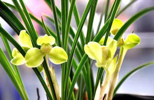 家庭养花存在的问题及解决方法,家庭养花易黄叶怎么办