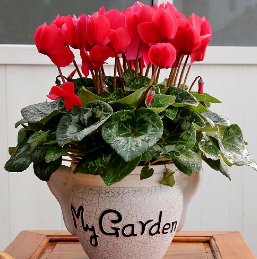 适合一年四季养的花室内,客厅养几盆绿植最好呢