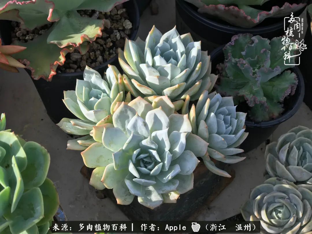 多肉成长记观察记录怎么写,多肉成长记录观察展板