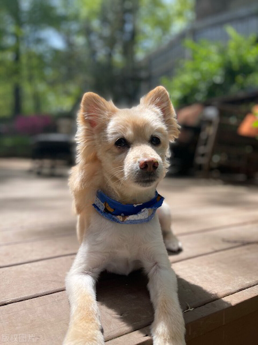 狗狗吃东西卡住了一直咳嗽怎么办,狗狗半夜咳嗽干呕咔咔的怎么缓解