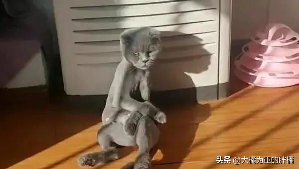 主人以为蓝猫太胖,主人嫌猫咪太掉毛把毛剃了