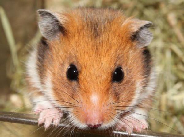 写给宝宝的为什么(10)仓鼠在冬天藏各种果实是为什么呢?