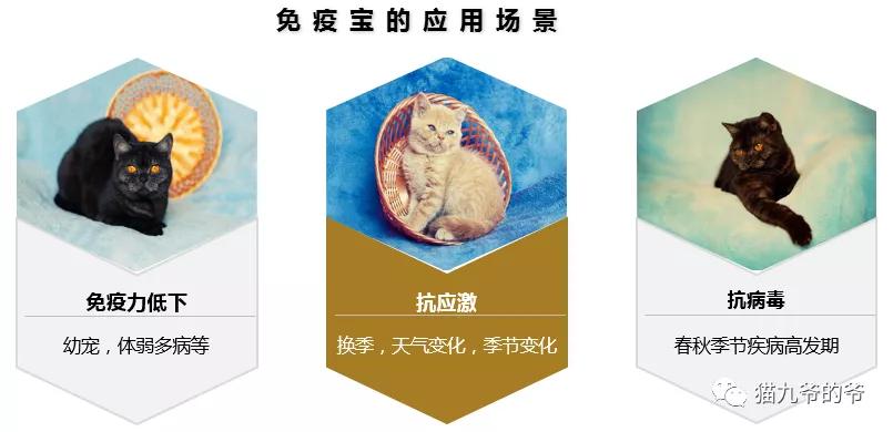 猫咪疱疹病毒和猫鼻支症状一样吗,猫疱疹病毒每只猫都有吗